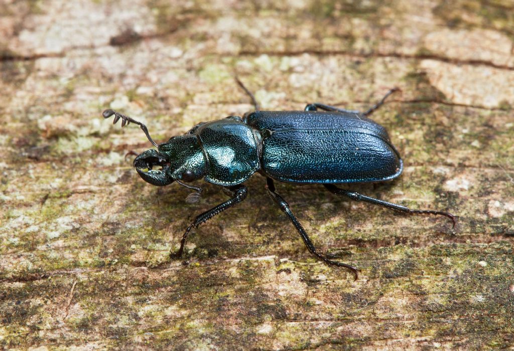 ID lucanide-Platycerus caraboides? - Platycerus caprea